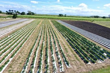 Residential Block For Sale - QLD - Ayr - 4807 - 7.5 Acres - Edge of Town - Including 1 Acre House Lot  (Image 2)