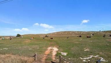 Livestock For Sale - SA - Tantanoola - 5280 - 359 Boundary Rd, Tantanoola  (Image 2)