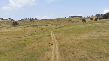 Livestock For Sale - VIC - Hilldene - 3660 - SECURE YOUR HILLVIEW  (Image 2)