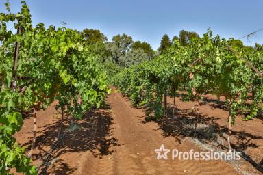 Horticulture For Sale - VIC - Irymple - 3498 - Iconic "Tabletop" Table Grape Property - 22.43Ha  (Image 2)