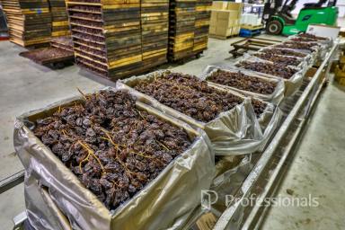 Horticulture For Sale - VIC - Irymple - 3498 - Specialised Iconic "Tabletop" Table Grape & Dried Fruit Property - 22.43Ha  (Image 2)
