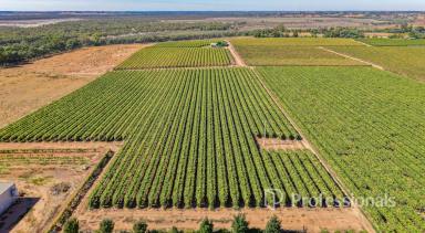 Horticulture For Sale - VIC - Irymple - 3498 - Specialised Iconic "Tabletop" Table Grape & Dried Fruit Property - 22.43Ha  (Image 2)