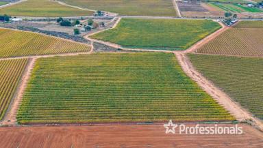 Horticulture For Sale - VIC - Cardross - 3496 - Export Quality Table Grape Property - 7.76Ha  (Image 2)