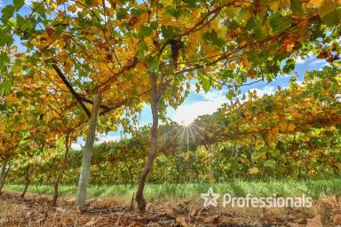 Horticulture For Sale - VIC - Cardross - 3496 - Export Quality Table Grape Property - 7.76Ha  (Image 2)
