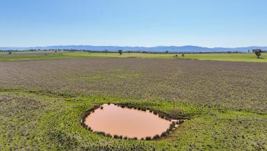Lifestyle For Sale - NSW - Tamworth - 2340 - HIGH END RURAL LIFESTYLE ACREAGE WITH BUILDING ENTITLEMENT  (Image 2)