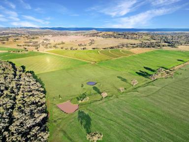 Mixed Farming For Sale - NSW - Sapphire - 2360 - Exclusion Fenced Grazing & Fodder Asset  (Image 2)