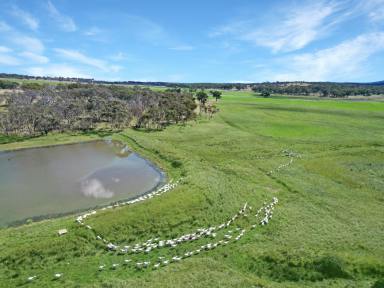 Mixed Farming For Sale - NSW - Sapphire - 2360 - Exclusion Fenced Grazing & Fodder Asset  (Image 2)