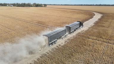 Cropping For Sale - QLD - Toobeah - 4498 - PRODUCTIVE CROPPING OPPORTUNITY  (Image 2)