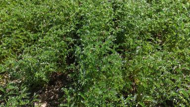 Cropping For Sale - QLD - Toobeah - 4498 - PRODUCTIVE CROPPING OPPORTUNITY  (Image 2)