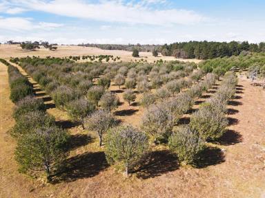 Lifestyle For Sale - NSW - Windellama - 2580 - Peace, Privacy & Pines – 84 Acres with Cottage, Creek, Dams & Sheds  (Image 2)