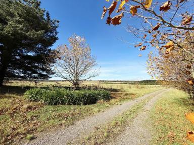 Lifestyle For Sale - NSW - Windellama - 2580 - Peace, Privacy & Pines – 84 Acres with Cottage, Creek, Dams & Sheds  (Image 2)