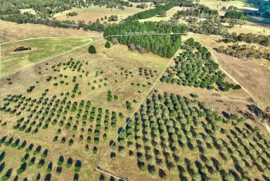 Other (Rural) For Sale - NSW - Windellama - 2580 - 110 Acres | Running Creek,  Dwelling Entitlement, Power, Views.  (Image 2)