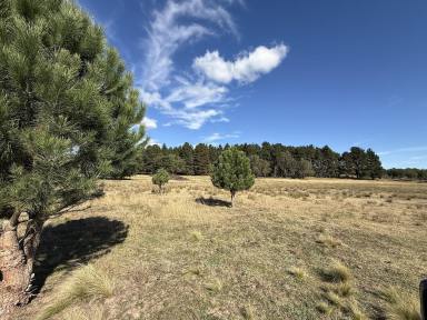 Other (Rural) For Sale - NSW - Windellama - 2580 - SPECTACULAR 110 ACRE PROPERTY, BUILD YOUR HOME, CREEK FRONTAGE, GRAZING & VIEWS  (Image 2)