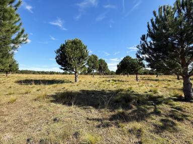 Other (Rural) For Sale - NSW - Windellama - 2580 - 110 Acres, Creek& Road Frontage, Views, Dwelling Entitlement, Views.  (Image 2)