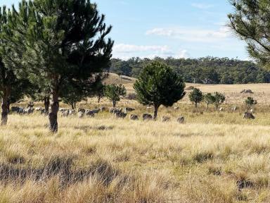 Other (Rural) For Sale - NSW - Windellama - 2580 - 110 Acres, Creek& Road Frontage, Views, Dwelling Entitlement, Views.  (Image 2)