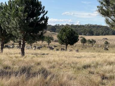 Other (Rural) For Sale - NSW - Windellama - 2580 - SPECTACULAR 110 ACRE PROPERTY, BUILD YOUR HOME, CREEK FRONTAGE, GRAZING & VIEWS  (Image 2)