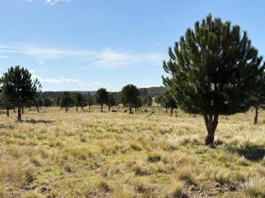 Other (Rural) For Sale - NSW - Windellama - 2580 - SPECTACULAR 110 ACRE PROPERTY, BUILD YOUR HOME, CREEK FRONTAGE, GRAZING & VIEWS  (Image 2)