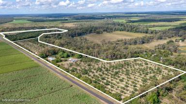 Cropping For Sale - QLD - North Gregory - 4660 - “Avo Haven”  (Image 2)
