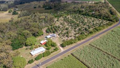 Cropping For Sale - QLD - North Gregory - 4660 - “Avo Haven”  (Image 2)