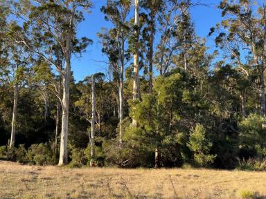 House For Sale - TAS - Mount Direction - 7252 - 525 acres of beautiful forest & paddocks. 4-bedroom house. 4 dams. Close to Town.  (Image 2)