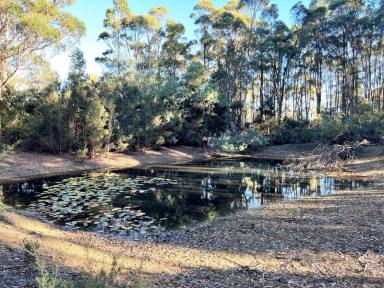 House For Sale - TAS - Mount Direction - 7252 - 525 acres of beautiful forest & paddocks. 4-bedroom house. 4 dams. Close to Town.  (Image 2)