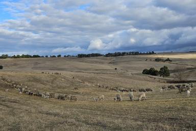Other (Rural) For Sale - VIC - Coleraine - 3315 - Lifestyle Block with Spectacular Views - 181 Acres Approximately - 18 Lots.  (Image 2)