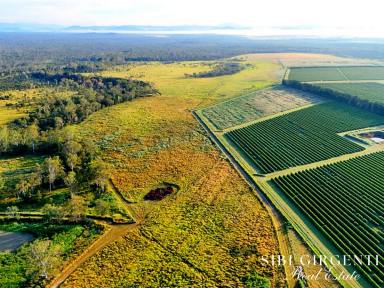 Horticulture For Sale - QLD - Paddys Green - 4880 - 250 Acres of top soil and a clean slate - MAKE PADDY'S GREEN YOURS TODAY  (Image 2)