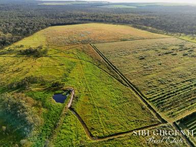 Horticulture For Sale - QLD - Paddys Green - 4880 - 250 Acres of top soil and a clean slate - MAKE PADDY'S GREEN YOURS TODAY  (Image 2)