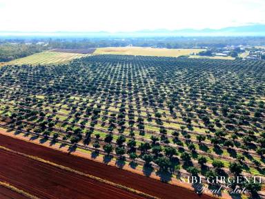 Horticulture For Sale - QLD - Paddys Green - 4880 - 250 Acres of top soil and a clean slate - MAKE PADDY'S GREEN YOURS TODAY  (Image 2)