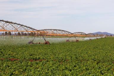 Cropping For Sale - NSW - Hillston - 2675 - Institutional-Scale Irrigated & Dryland Cropping Opportunity with 6,005ML* of Water Entitlements & a Packing Shed Facility  (Image 2)