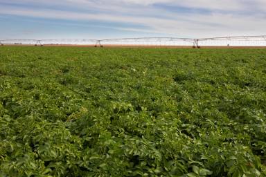 Cropping For Sale - NSW - Hillston - 2675 - Institutional-Scale Irrigated & Dryland Cropping Opportunity with 6,005ML* of Water Entitlements & a Packing Shed Facility  (Image 2)