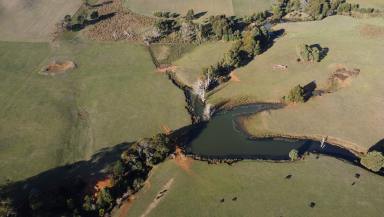 Livestock For Sale - TAS - Castra - 7315 - Cows at Central Castra  (Image 2)