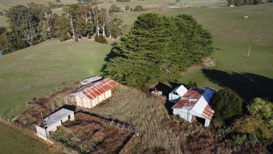 Livestock For Sale - TAS - Castra - 7315 - Cows at Central Castra  (Image 2)