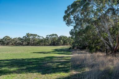 Residential Block For Sale - VIC - Bolwarra - 3305 - Lifestyle building block  (Image 2)