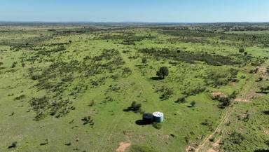 Livestock For Sale - QLD - Kokotungo - 4702 - A Quality Cattle Breeding, Backgrounding & Finishing Opportunity  (Image 2)