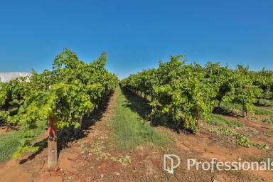 Horticulture For Sale - VIC - Cardross - 3496 - Prime Crimson Grape Property – Cardross Region  (Image 2)