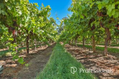Horticulture For Sale - VIC - Cardross - 3496 - Prime Crimson Grape Property – Cardross Region  (Image 2)
