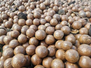 Horticulture For Sale - QLD - South Isis - 4660 - 13,100 TREE MACADAMIA ORCHARD APPROACHING ITS PRIME  (Image 2)
