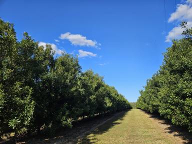 Horticulture For Sale - QLD - South Isis - 4660 - 13,100 TREE MACADAMIA ORCHARD APPROACHING ITS PRIME  (Image 2)