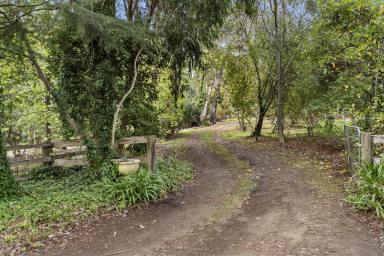 Lifestyle For Sale - VIC - Forrest - 3236 - Captivating Forrest Property  (Image 2)