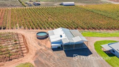 Horticulture Auction - VIC - Red Cliffs - 3496 - First Class 20Ha Table Grape Property  (Image 2)