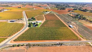 Horticulture Auction - VIC - Red Cliffs - 3496 - First Class 20Ha Table Grape Property  (Image 2)
