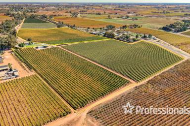 Horticulture Auction - VIC - Red Cliffs - 3496 - First Class 20Ha Table Grape Property  (Image 2)