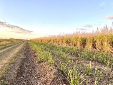 Other (Rural) For Sale - QLD - Brandon - 4808 - 100 Acre Irrigated Cane Farm - Brandon  (Image 2)