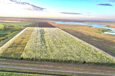 Other (Rural) For Sale - QLD - Brandon - 4808 - 100 Acre Irrigated Cane Farm - Brandon (Image 2)
