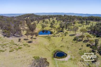 Livestock Auction - NSW - Deepwater - 2371 - AUCTION - Eastern Grazing Land  (Image 2)
