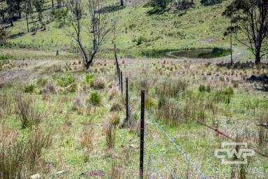Livestock For Sale - NSW - Deepwater - 2371 - Eastern Grazing Land  (Image 2)