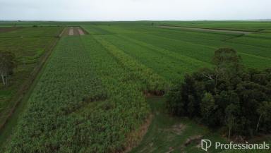 Cropping For Sale - QLD - Sunnyside - 4737 - 50 Acres of Lifestyle Rural Property with a Great Income!  (Image 2)