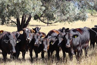 Cropping For Sale - QLD - Isla - 4719 - Elevated Outlook Minutes from Theodore  (Image 2)