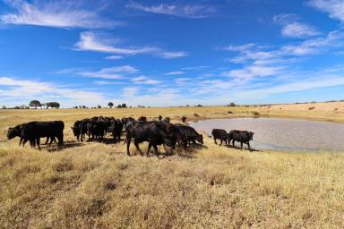 Cropping For Sale - QLD - Isla - 4719 - Elevated Outlook Minutes from Theodore  (Image 2)